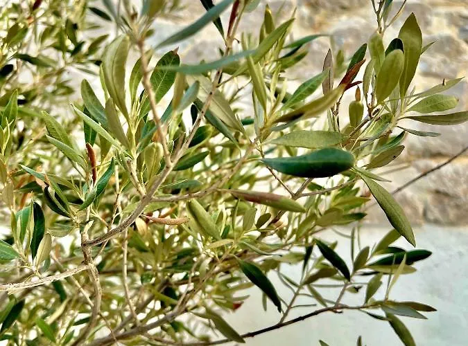 Holiday home Aetheria Traditional House